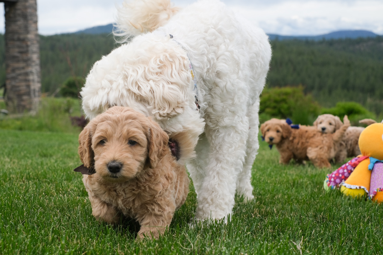  Leavenworth and Chesterton Flash pups